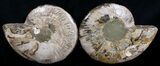 Beautiful Split Ammonite Pair - Agatized #6406-1